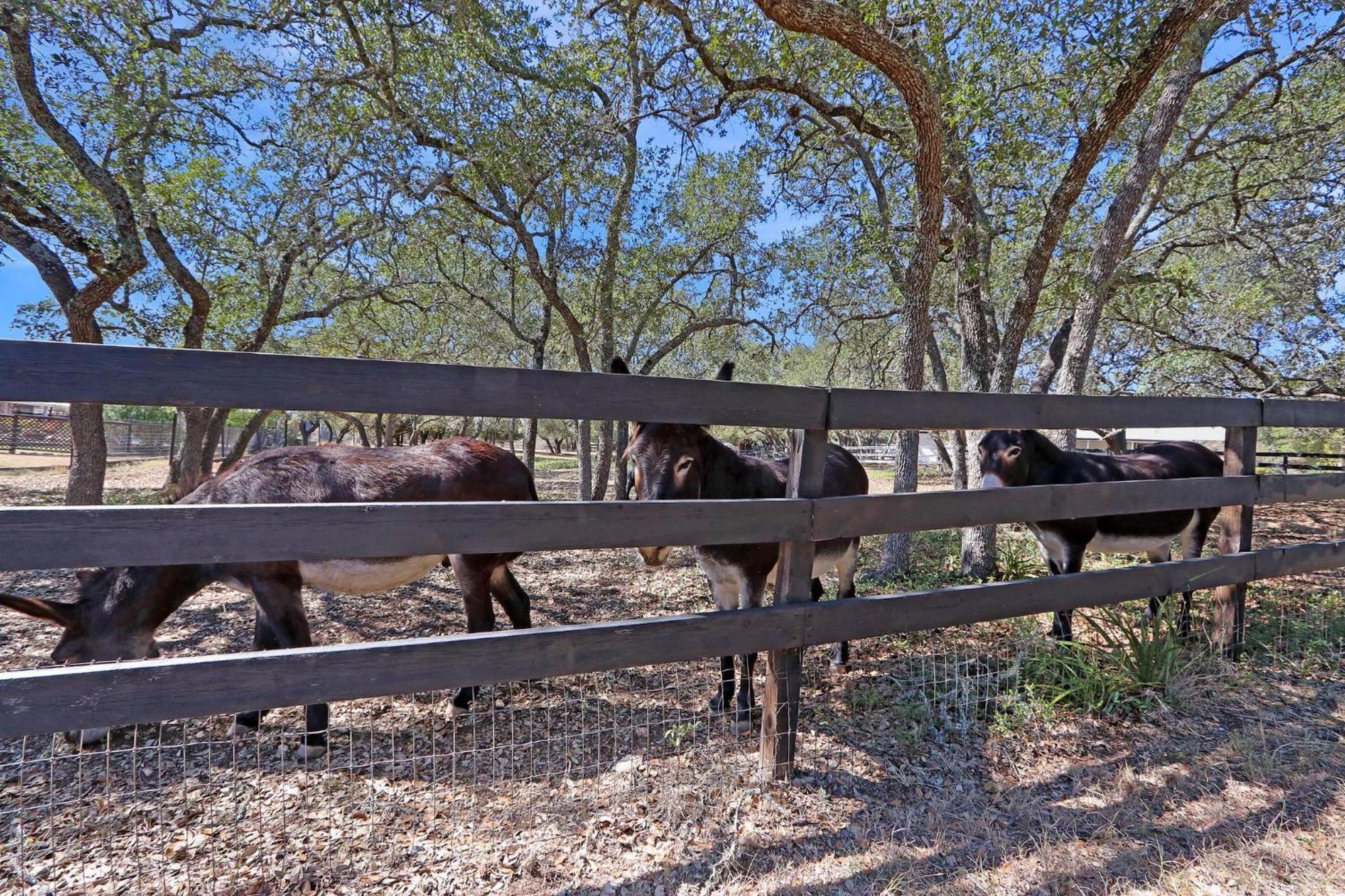 Red Donkey Cottage Wimberley Exteriör bild