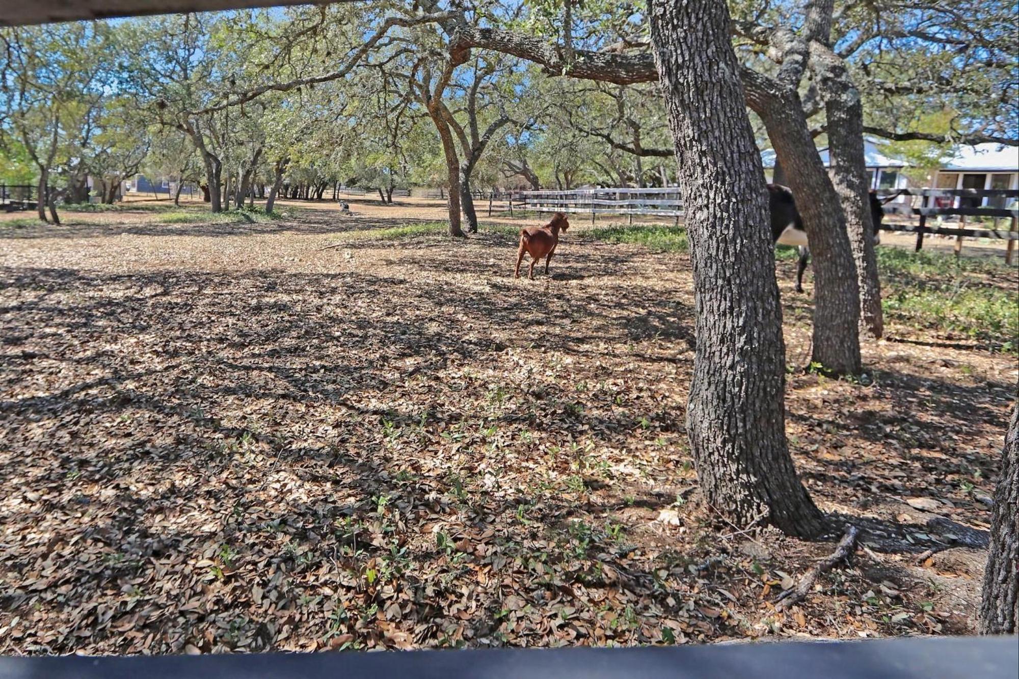 Red Donkey Cottage Wimberley Exteriör bild